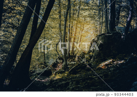 Summer meadow with daisies, natural treasures. Green witch background, mystical light texture 93344403