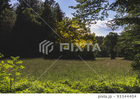Green meadow, wildflowers on a summer day. Rural landscape, aesthetic photo 93344404