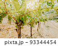 Vineyards, vine lit by the sun. Summertime 93344454