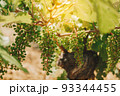 Vineyards, vine lit by the sun. Summertime 93344455