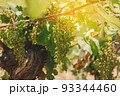 Vineyards, vine lit by the sun. Summertime 93344460