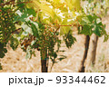 Vineyards, vine lit by the sun. Summertime 93344462
