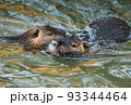 Nutria swimming in the river. City river with nutrias. Summertime 93344464