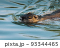 Nutria swimming in the river. City river with nutrias. Summertime 93344465