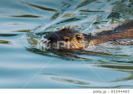 Nutria swimming in the river. City river with nutrias. Summertime 93344465