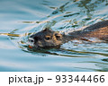 Nutria swimming in the river. City river with nutrias. Summertime 93344466