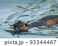 Nutria swimming in the river. City river with nutrias. Summertime 93344467