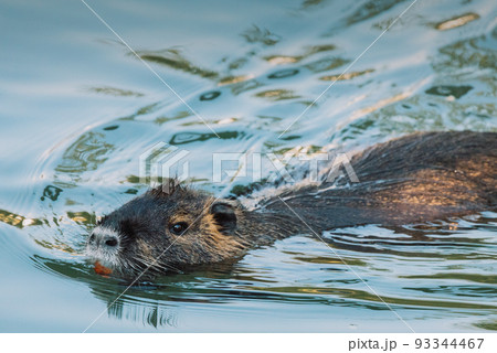 Nutria swimming in the river. City river with nutrias. Summertime Nutria swimming in the river. City river with nutrias. Summertime 93344467