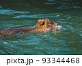 Nutria swimming in the river. City river with nutrias. Summertime 93344468