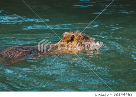 Nutria swimming in the river. City river with nutrias. Summertime 93344468