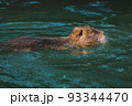 Nutria swimming in the river. City river with nutrias. Summertime 93344470