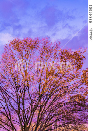 紫の空に映える大きな木 93344601