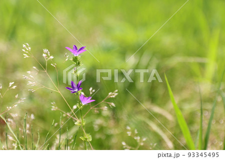 青紫色のキキョウソウ 93345495