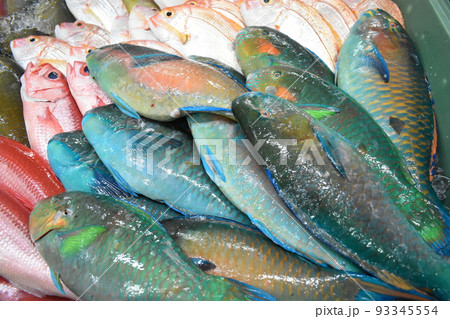 イラブチャー (オオモンハゲブダイ/Okinawa) 93345554