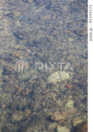 群れて泳ぐ鮎 93345572