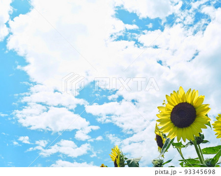 ひまわり畑 ひまわり畑 93345698