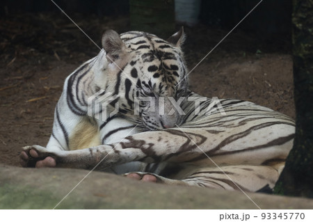 Close up white tiger is sit down and rest on floor Close up white tiger is sit down and rest on floor 93345770