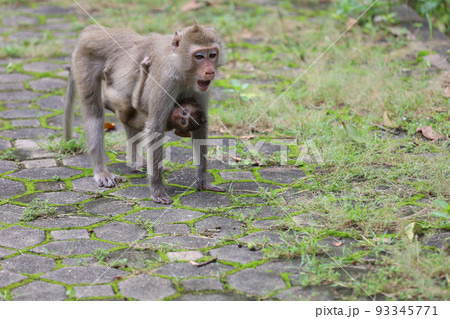 The mom monkey and baby monkey in garden The mom monkey and baby monkey in garden 93345771