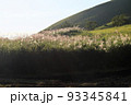 西日に照らされる草原のススキ　秋の風景 93345841