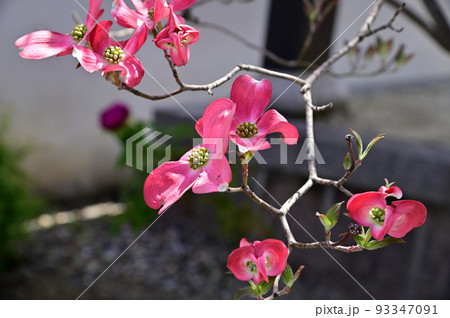 帯解寺のハナミズキ 93347091