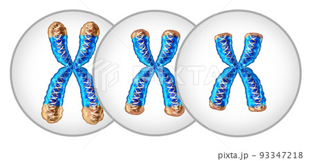 Telomere Shortening 93347218