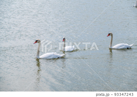 Three graceful white swans swims in the lake, swans in the wild. Three graceful white swans swims in the lake, swans in the wild. 93347243