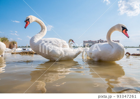 A large flock of graceful white swans swims in the lake., swans in the wild 93347261