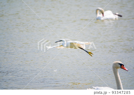 The flight of the little egret or Small White Heron. 93347285