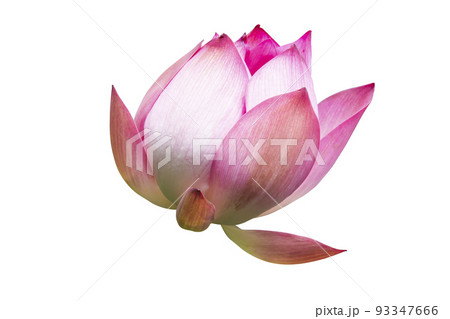 Pink Lotus flower Isolated On White Background. Pink Lotus flower Isolated On White Background. 93347666
