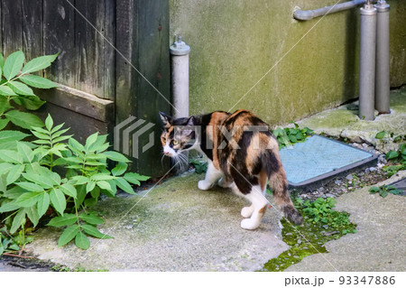 写真　街風景　猫のいる街盛岡市大通りの居酒屋の三毛猫 93347886