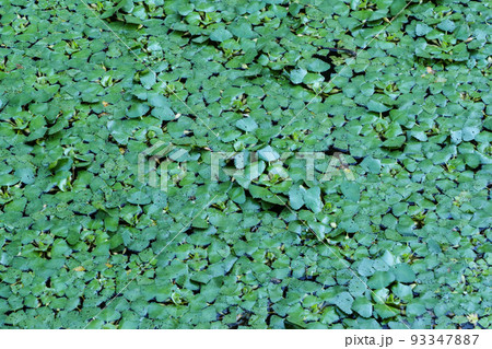 写真、生物 抗がん作用のある菱のみ 池の表面を覆うヒシ 写真、生物 抗がん作用のある菱のみ 池の表面を覆うヒシ 93347887