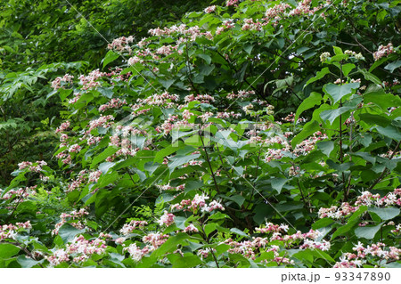 写真、山の斜面に咲くクサギの花 独特の香りが様々な昆虫を呼ぶ 写真、山の斜面に咲くクサギの花 独特の香りが様々な昆虫を呼ぶ 93347890