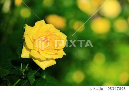 薔薇 バラ科 バラ 93347893