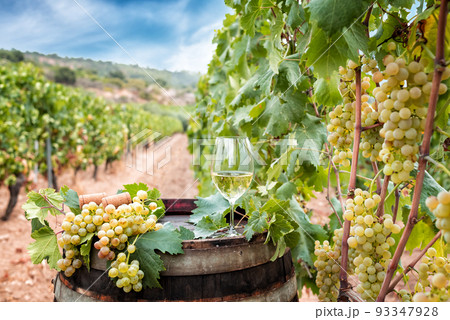 Goblet of Vermentino wine over the barrel in a vineyard. Agriculture. Goblet of Vermentino wine over the barrel in a vineyard. Agriculture. 93347928
