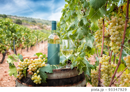 Bottle and goblet of Vermentino wine over the barrel in a vineyard. Agriculture. Bottle and goblet of Vermentino wine over the barrel in a vineyard. Agriculture. 93347929