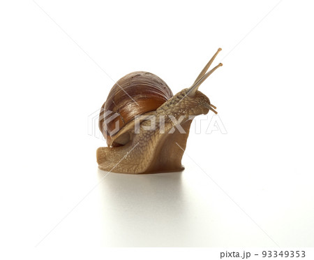Helix pomatia.Grape snail standing surprised isolated on white background. Macro shot. Helix pomatia.Grape snail standing surprised isolated on white background. Macro shot. 93349353