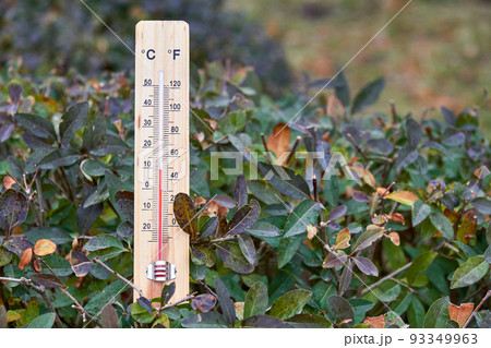 Close-up photo of household alcohol thermometer in the branches of the plant showing temperature in degrees Celsius. Outdoors. Close-up, selective focus 93349963