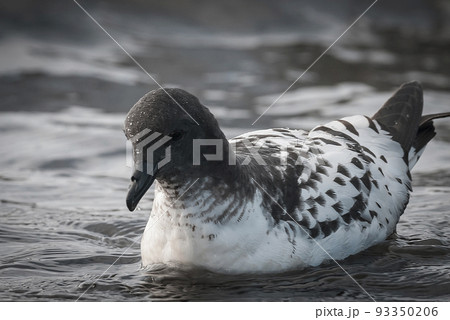 Cape petrel swimming in Antarctic waters. 93350206