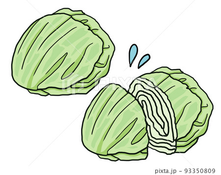 レタスのイラスト 93350809