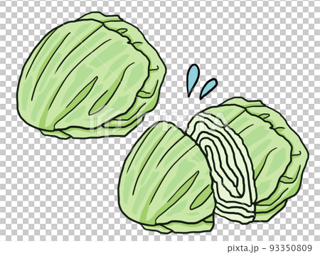 レタスのイラスト 93350809