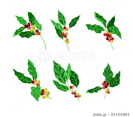 Twigs with leaves and berries set. Coffee tree branches cartoon vector illustration 93350865
