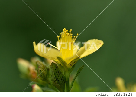 オトギリソウの花 93351323