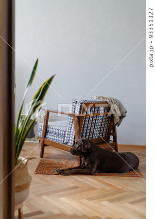 Labrador retriever dog is lying on the floor in a cozy apartment. beautiful interior of a vase chair and a dog. obedient domestic dog chocolate labrador. Labrador retriever dog is lying on the floor in a cozy apartment. beautiful interior of a vase chair and a dog. obedient domestic dog chocolate labrador. 93351327