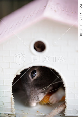 rat in a cage eats a carrot or pumpkin. a homemade hand-made decorative rat is a pet at home or in a pet store. 93351328