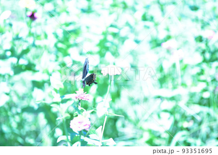 北杜市白州町、ヒャクニチソウの花から給餌するカラスアゲハ（ハイキー） 93351695