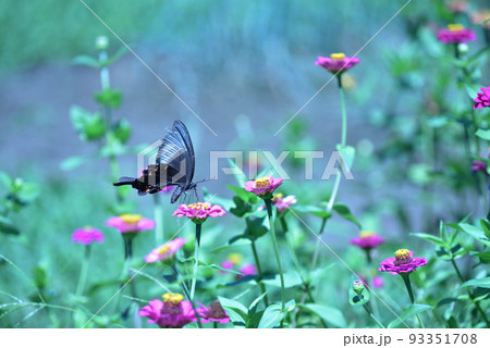 北杜市白州町、ヒャクニチソウの花から給餌するカラスアゲハ 北杜市白州町、ヒャクニチソウの花から給餌するカラスアゲハ 93351708