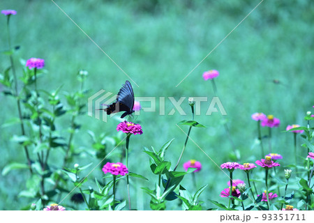北杜市白州町、ヒャクニチソウの花から給餌するカラスアゲハ 93351711