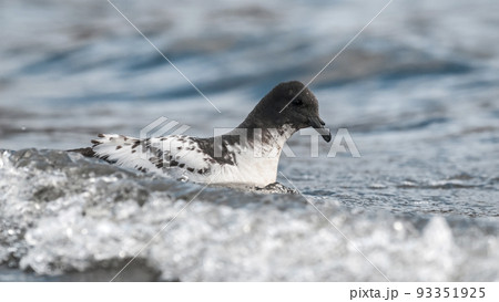 Cape petrel swimming in Antarctic waters. 93351925