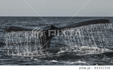Right whale tail, Peninsula Valdes,Patagonia , Argentina 93352356