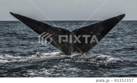Right whale tail, Peninsula Valdes,Patagonia , Argentina Right whale tail, Peninsula Valdes,Patagonia , Argentina 93352357